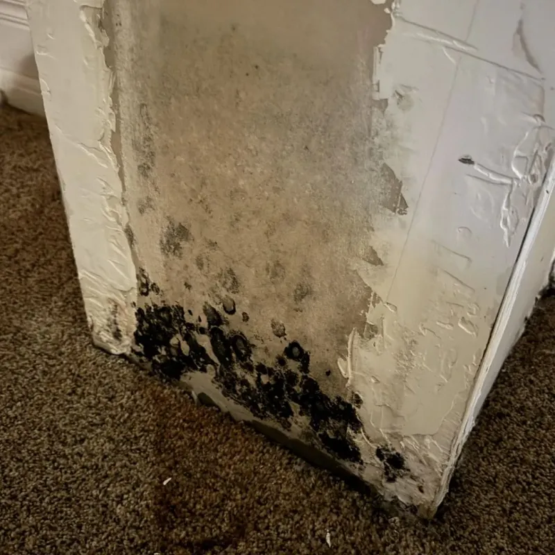 Professional Mold Removal in New Martinsville, WV